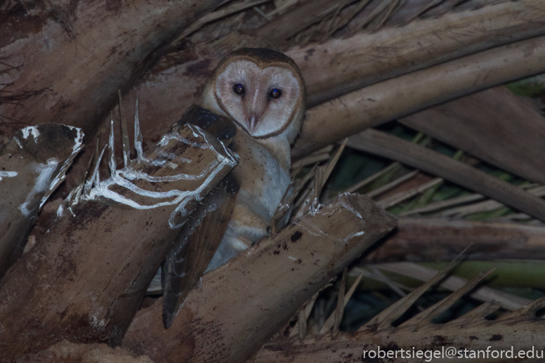 barn owl